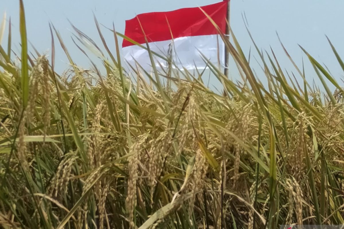 Produksi padi di Purwakarta capai 157.454 ton gabah kering giling