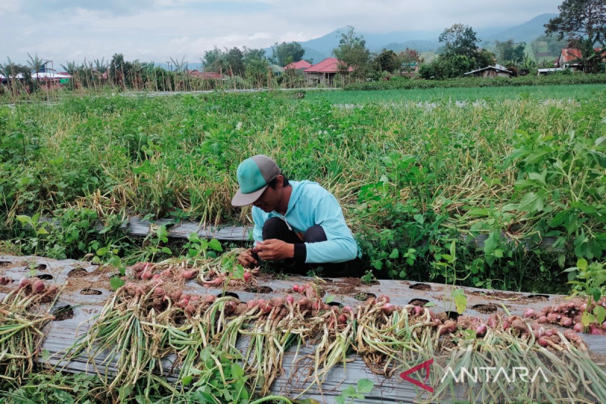 Distankan Rejang Lebong ajak warga kembangkan bawang merah