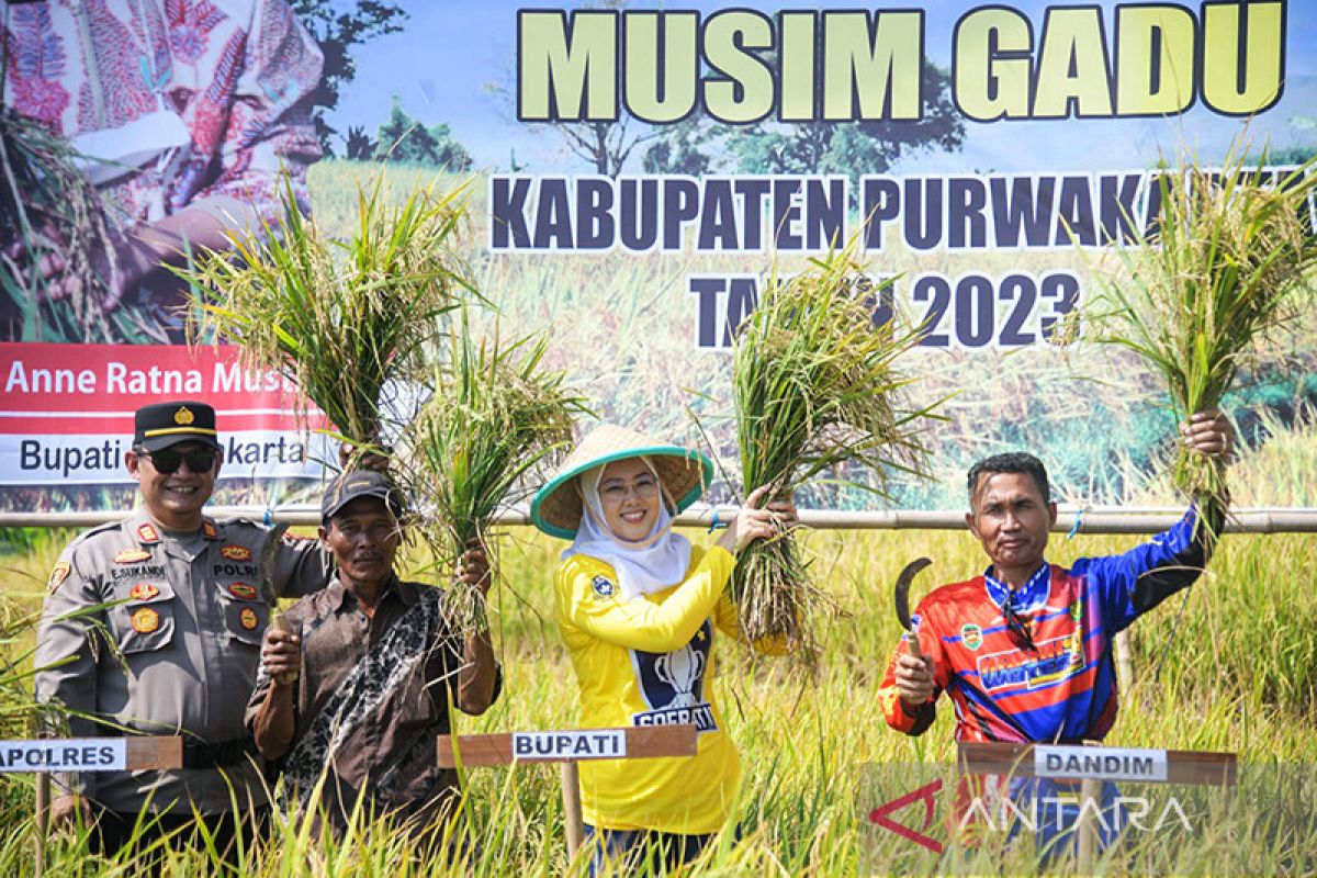 Panen raya musim gadu di Purwakarta menghasilkan 52.336 ton gabah