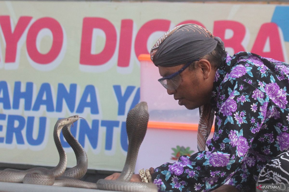 Balita di Tangerang meninggal setelah digigit ular kobra