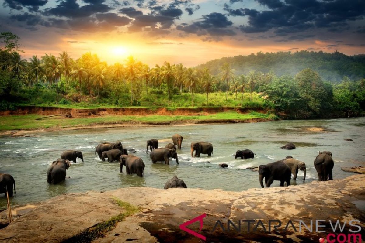 Kawanan gajah liar di Pekaanbaru digiring jauhi pemukiman warga