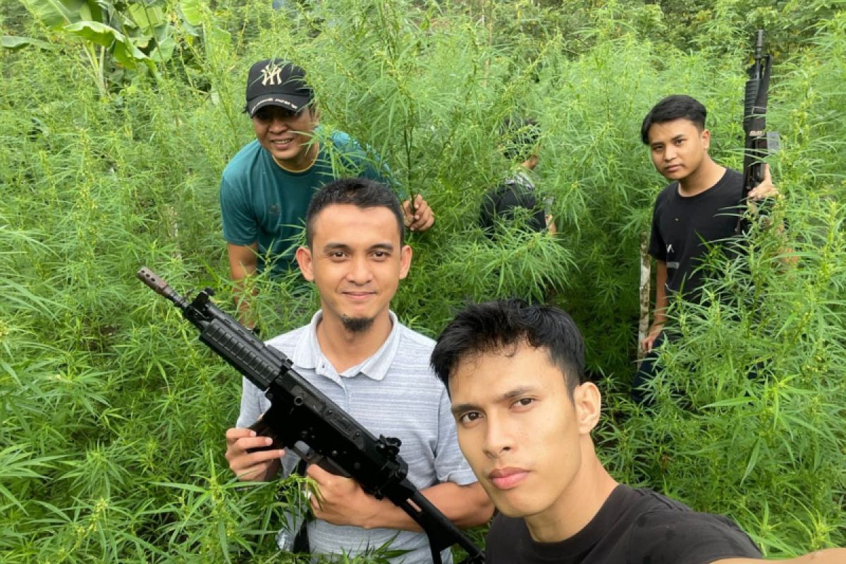 Cops find 1.5 hectares of cannabis field in Bengkulu's Rejang Lebong