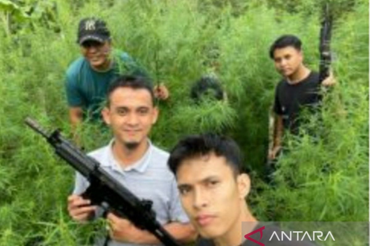 Polda Bengkulu temukan ladang ganja 1,5 hektare di Kabupaten Rejang Lebong