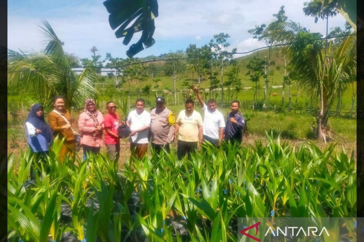 DPRD: bantuan bibit kelapa rangsang petani intensif menanam