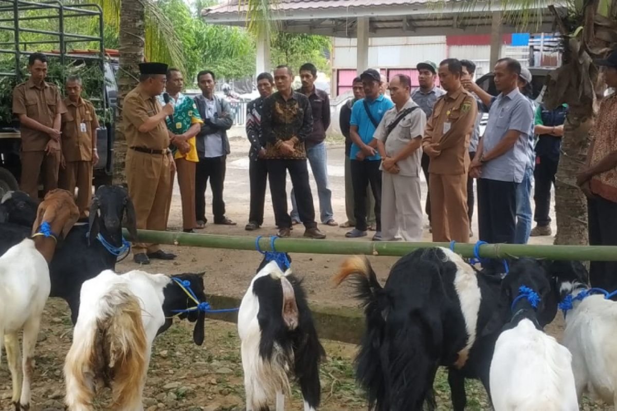 Kelompok Tani Desa Kambitin terima bantuan 46 bibit kambing