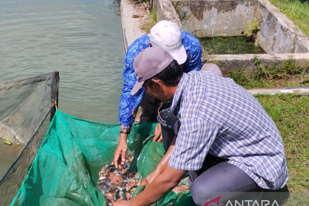 BPAT Nalui kembangkan budidaya ikan nila merah