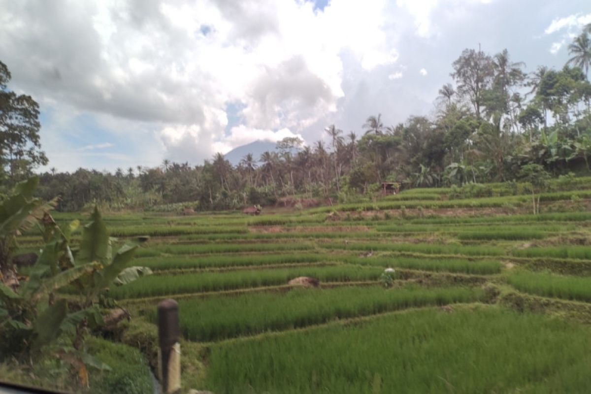 Awasi distribusi gabah, Pemprov Lampung bentuk tim khusus