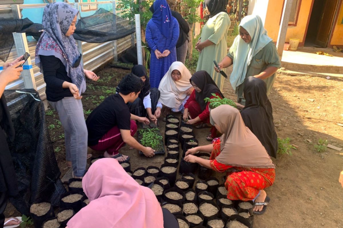 KKN Unram ajar penanaman tanaman holtikultura di Sumbawa Barat