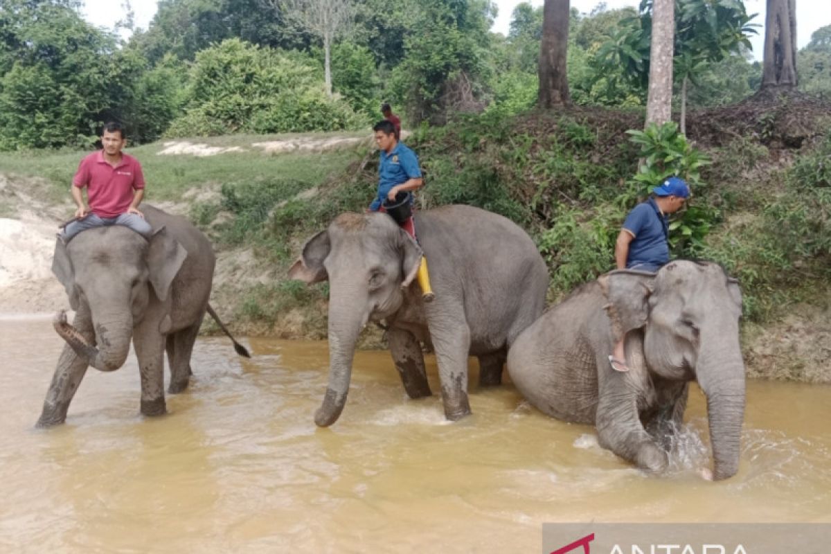 PHR alokasikan Rp24 miliar dukung program konservasi gajah