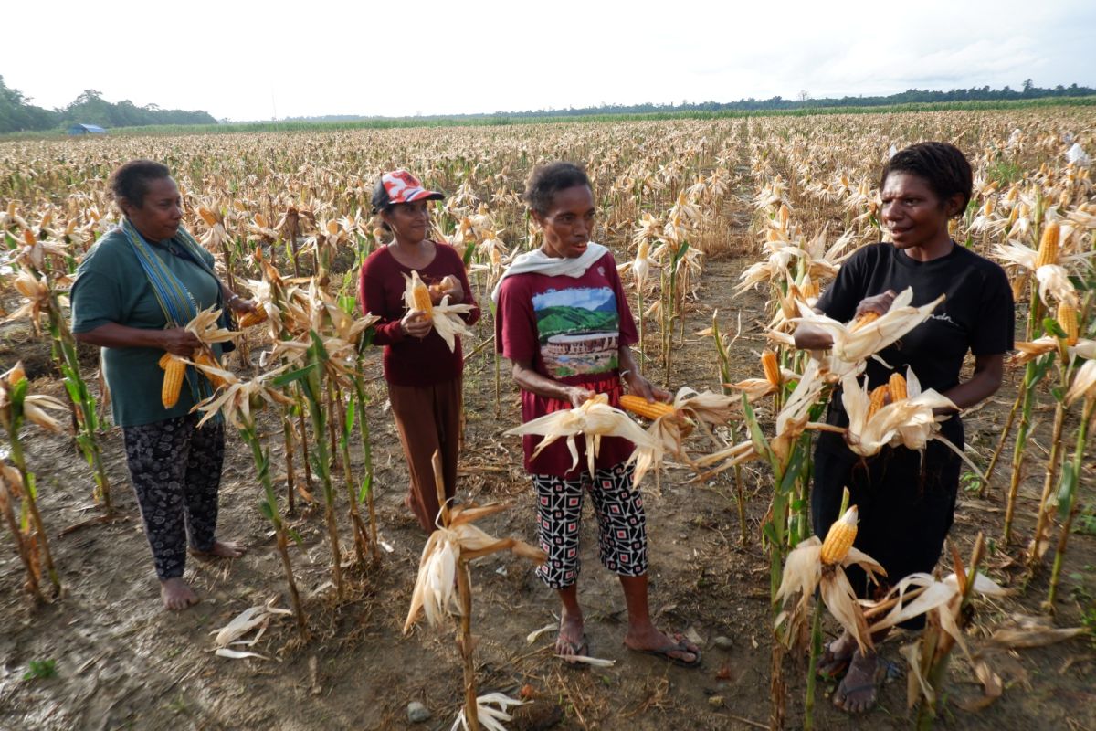 BWS Papua targetkan drainase lahan jagung Keerom rampung Agustus