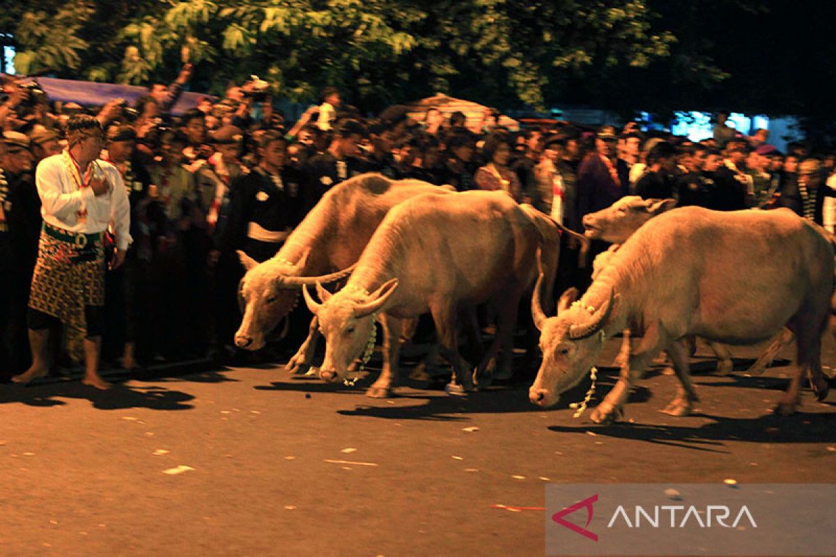 Kirab malam 1 Sura, Keraton Surakarta siapkan enam ekor kebo bule