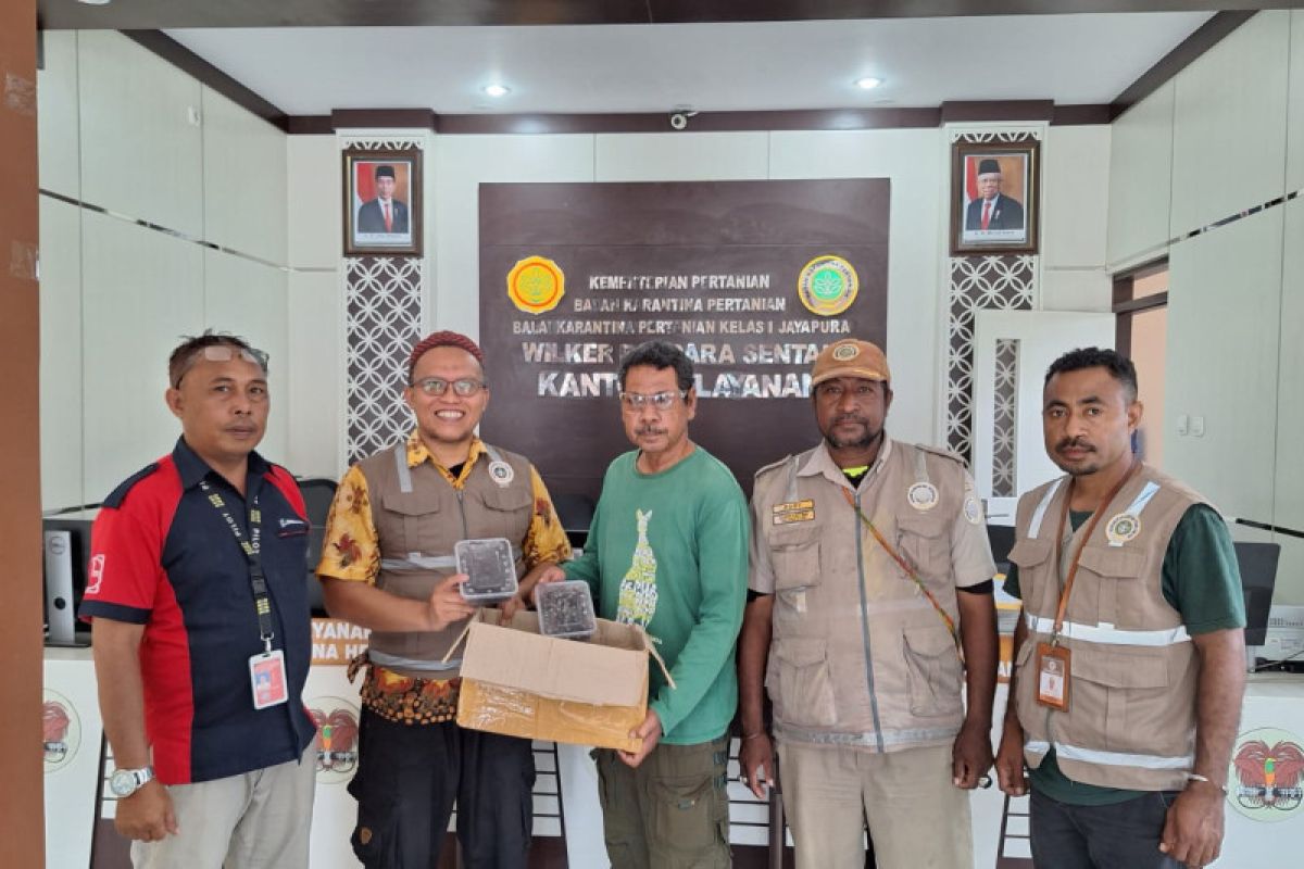 Karantina Pertanian Jayapura gagalkan pengiriman ilegal 40 ekor Kadal Duri