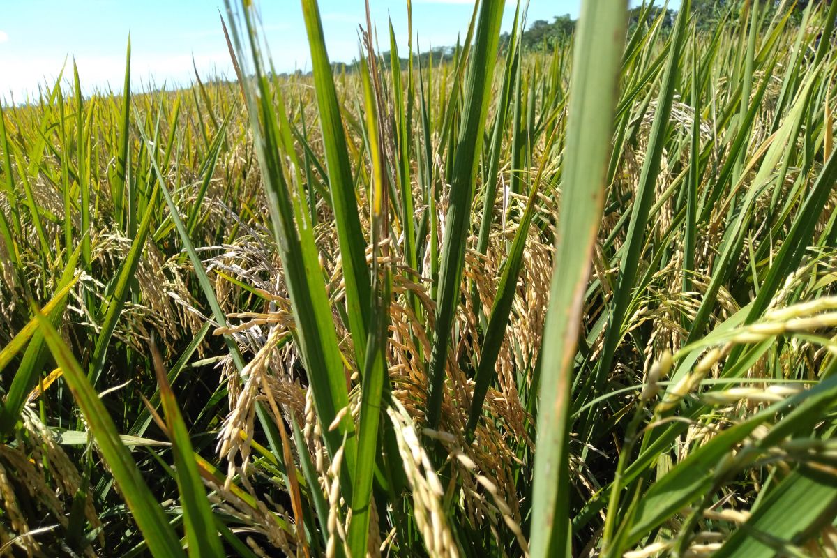 Purwakarta siapkan areal sawah untuk produksi beras nutri zinc