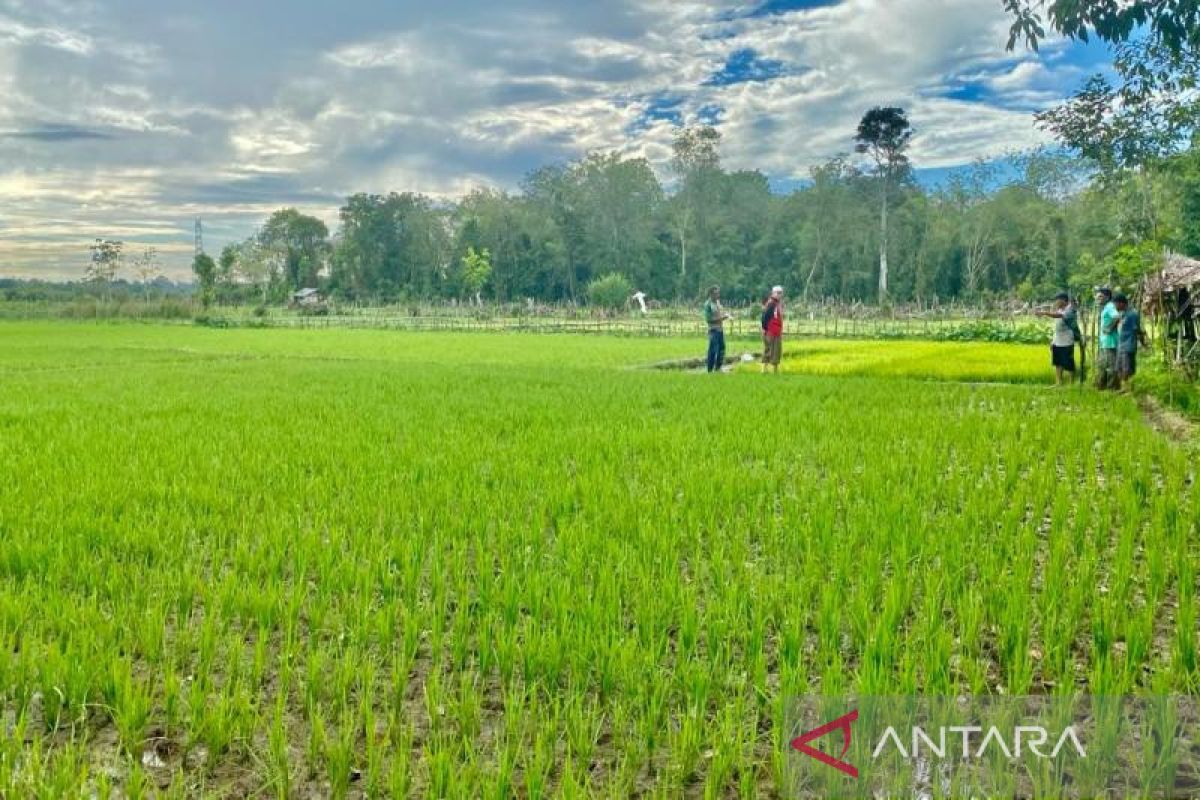 Luas lahan sawah tersisa di Aceh Barat 10.154 Hektare