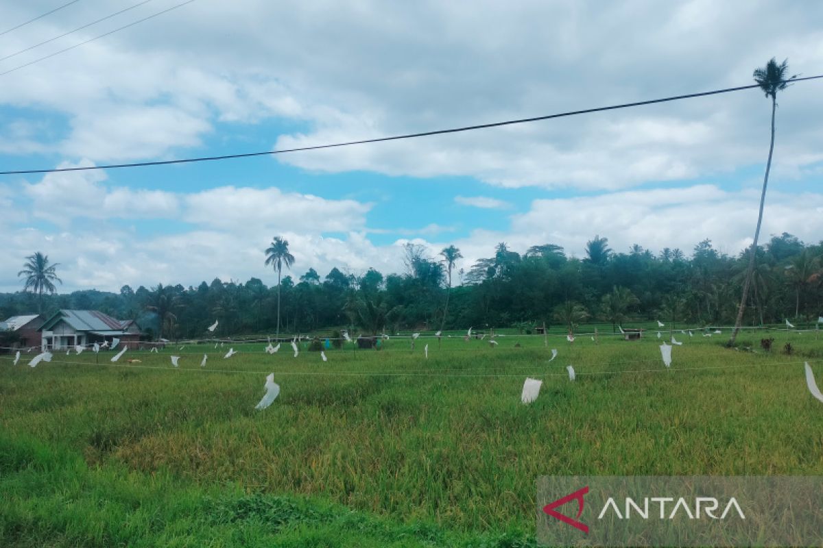Lahan sawah di Rejang Lebong capai 3.616 hektare