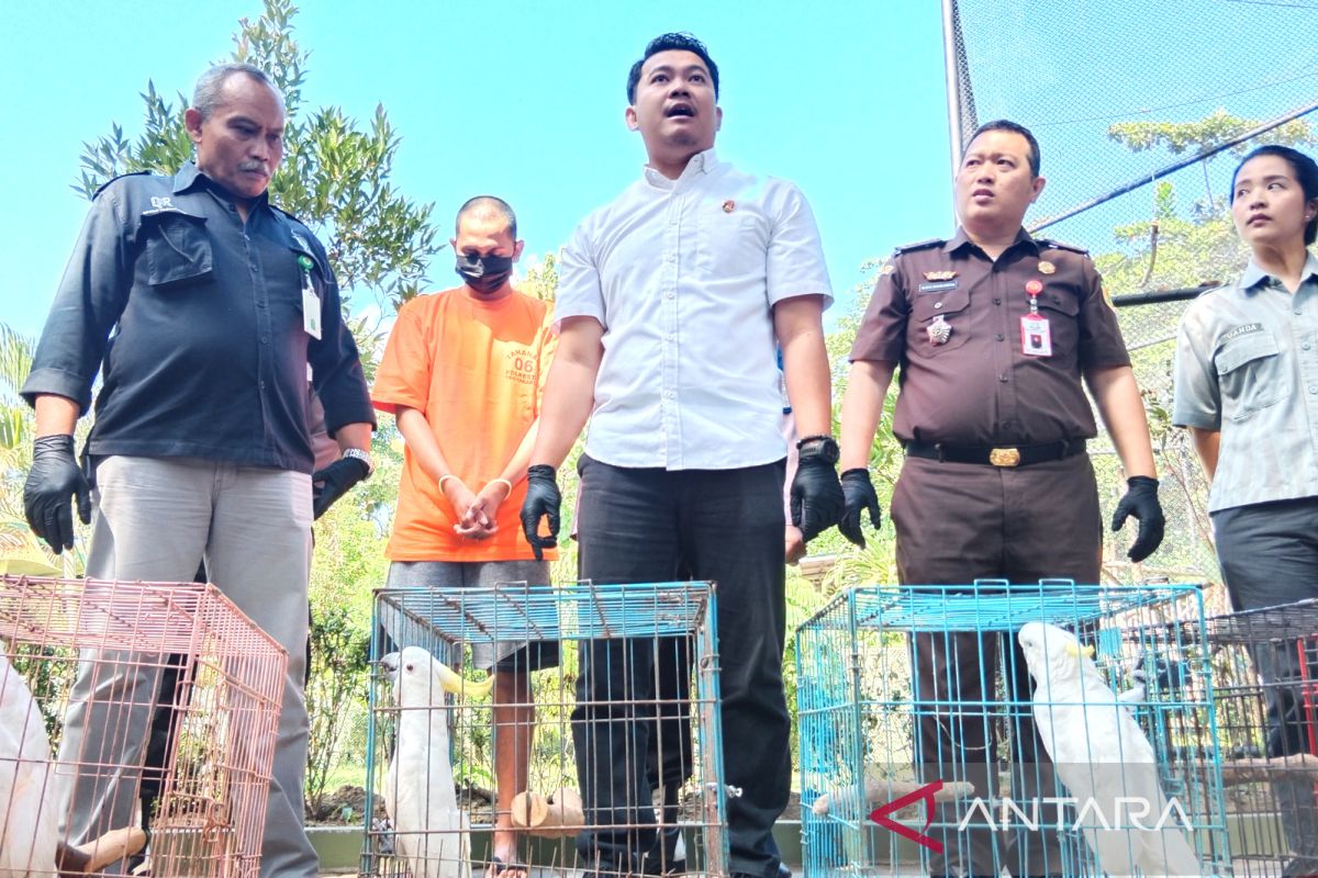 Polresta Yogyakarta menangkap pelaku perdagangan burung paruh bengkok