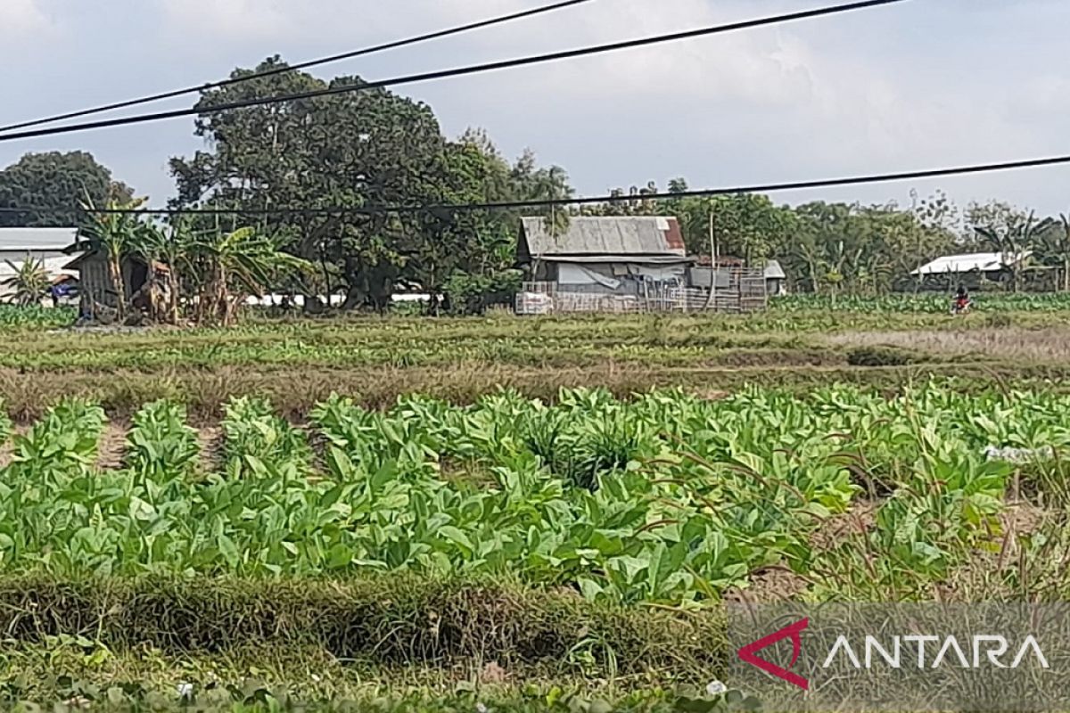 Pemkab Pamekasan ubah BPP tembakau 2023 jadi Rp56.597 per kg