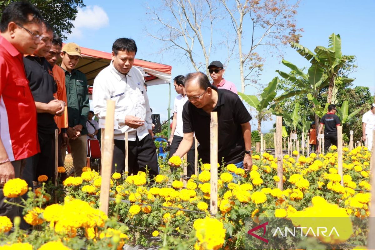 Akhirnya, Bali berhasil kembangkan benih bunga gemitir untuk tekan impor