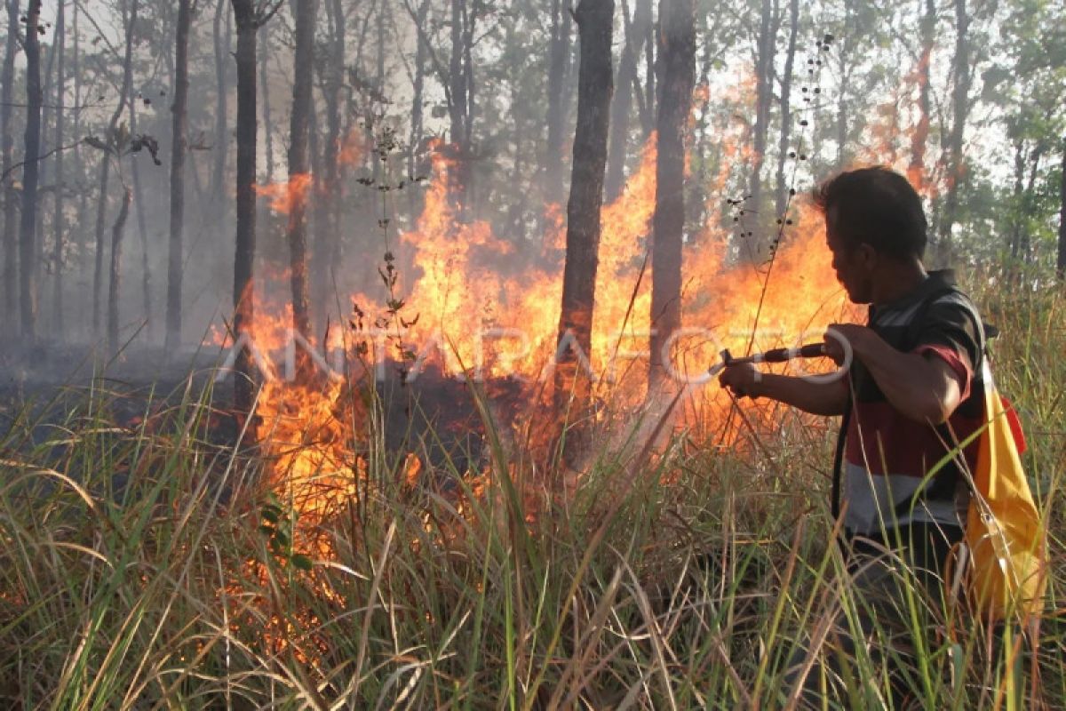 Hutan jati kawasan RPH Cepukan KPH Ngawi terbakar