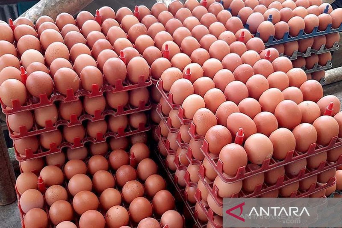 Babel tambah pasokan 32,5 ton telur ayam
