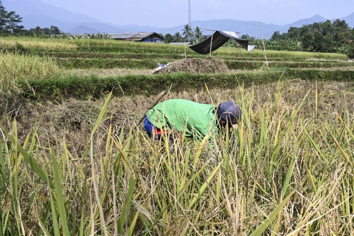 Album Asia:  Hadapi El-Nino, pemerintah antisipasi kesiapan pangan