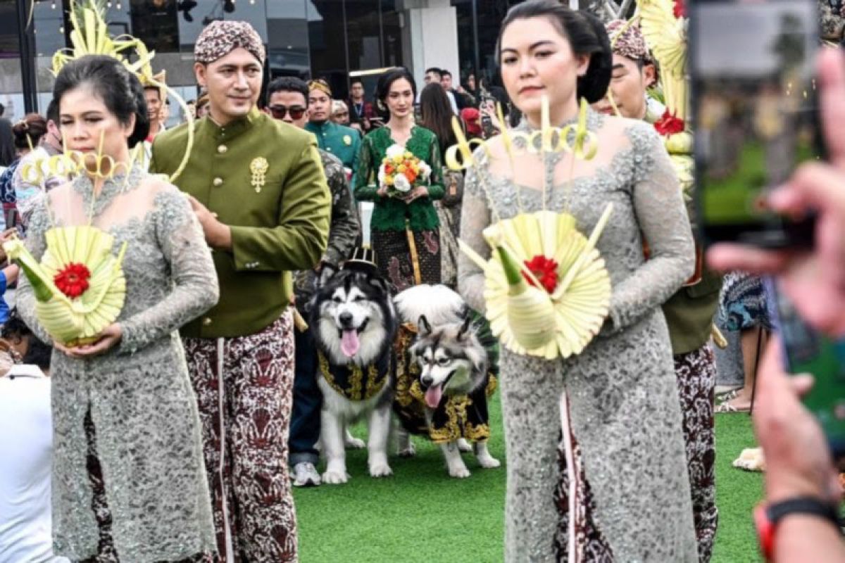 Dinas Kebudayaan DIY sesalkan pernikahan anjing dengan adat Jawa