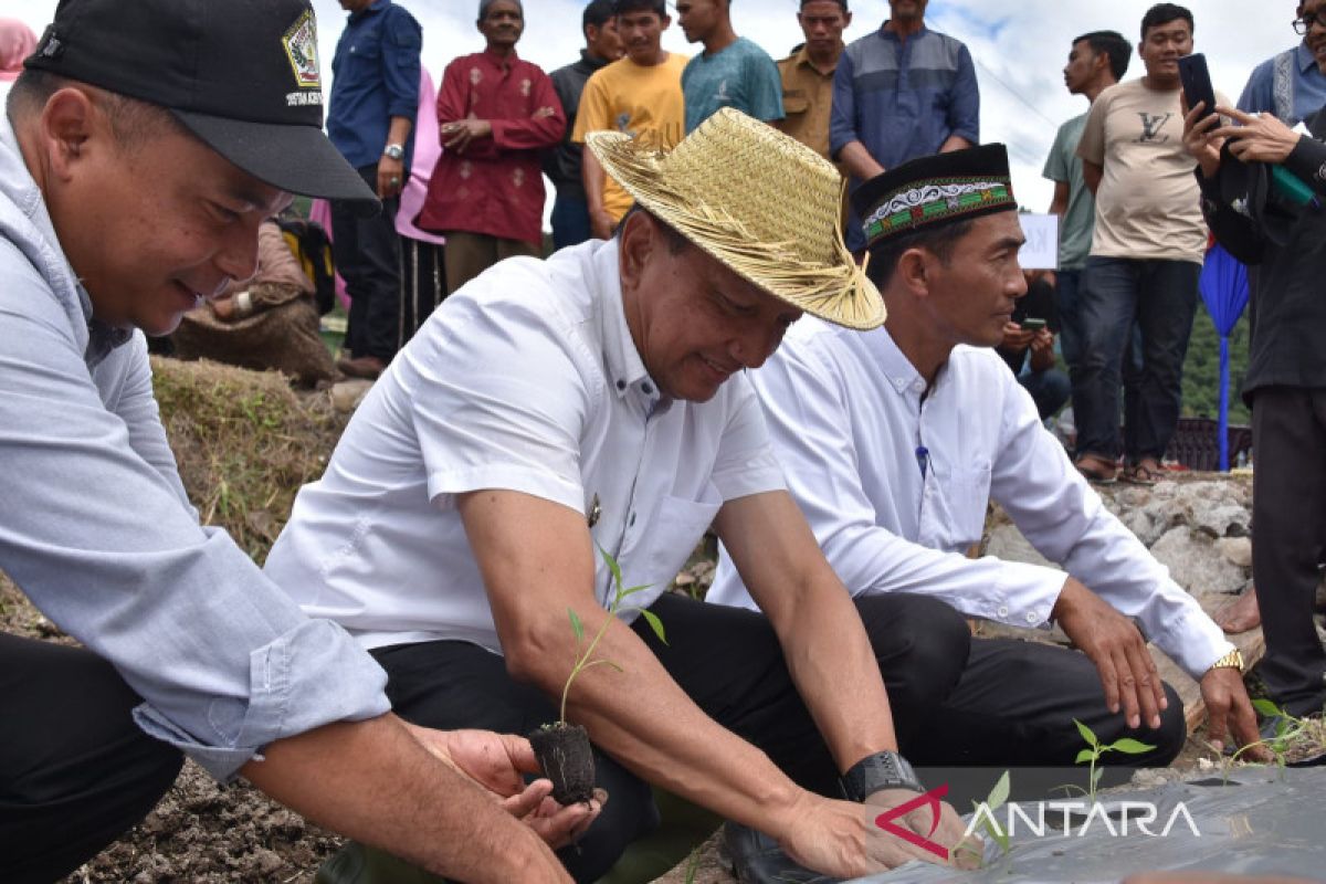 Pj Bupati Aceh Tengah tanam cabai di Wihni Durin dukung ketahanan pangan