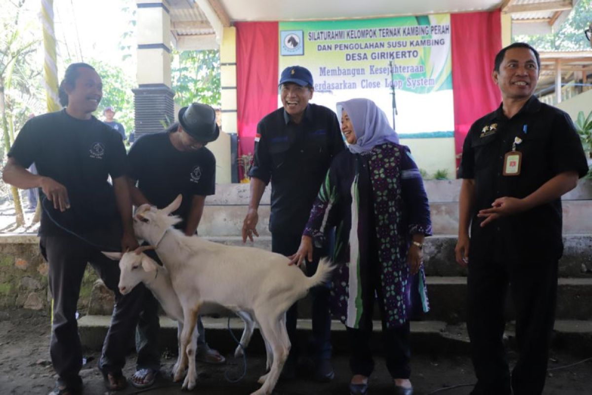 Girikerto Sleman diluncurkan menjadi Desa Close Loop Kambing Perah