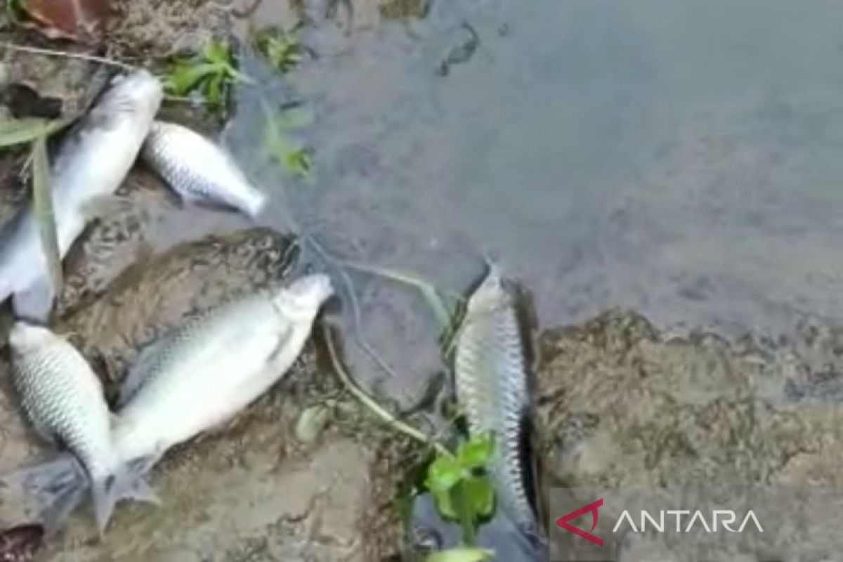 Banyak ikan mati ditemukan di sungai di Mukomuko