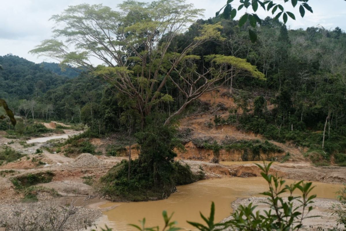 Menjernihkan sungai Batanghari untuk memulihkan ekologi