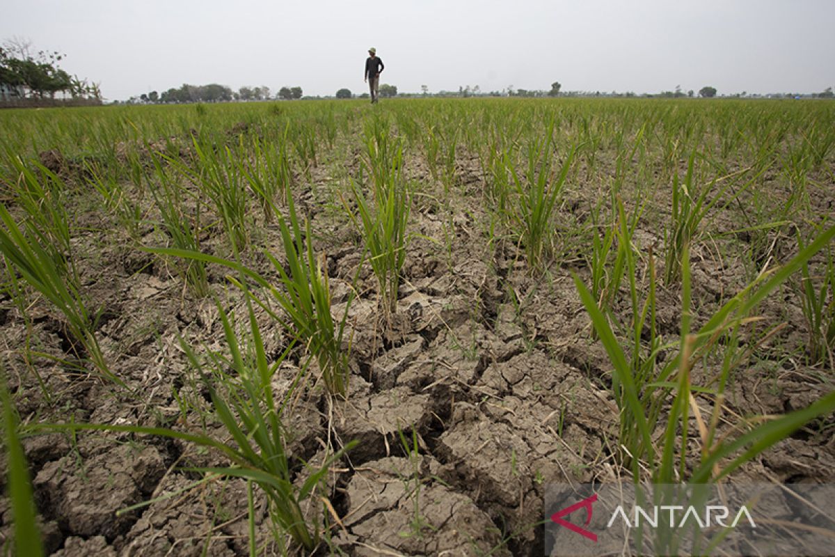 BMKG ingatkan ancaman gagal panen dan karhutla imbas El Nino