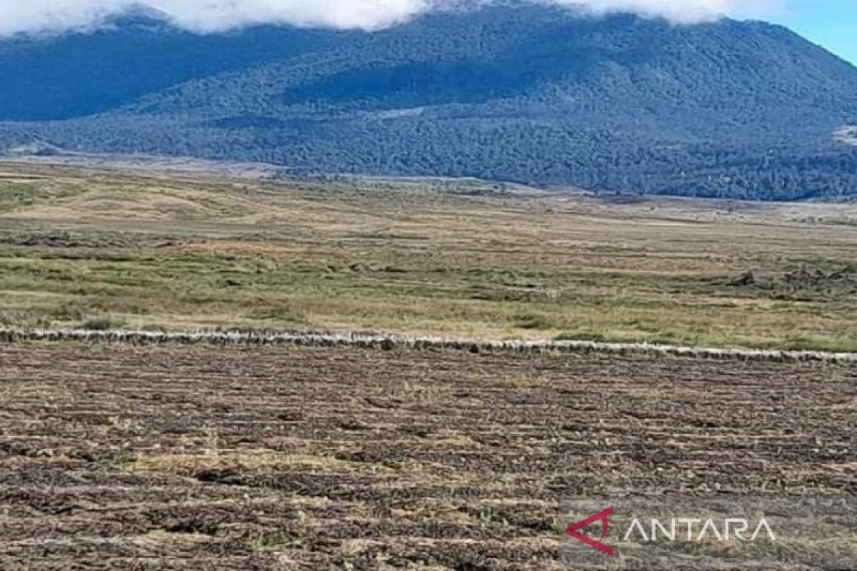 Kekeringan di Kabupaten Puncak Papua Tengah picu gagal panen dan 6 meninggal