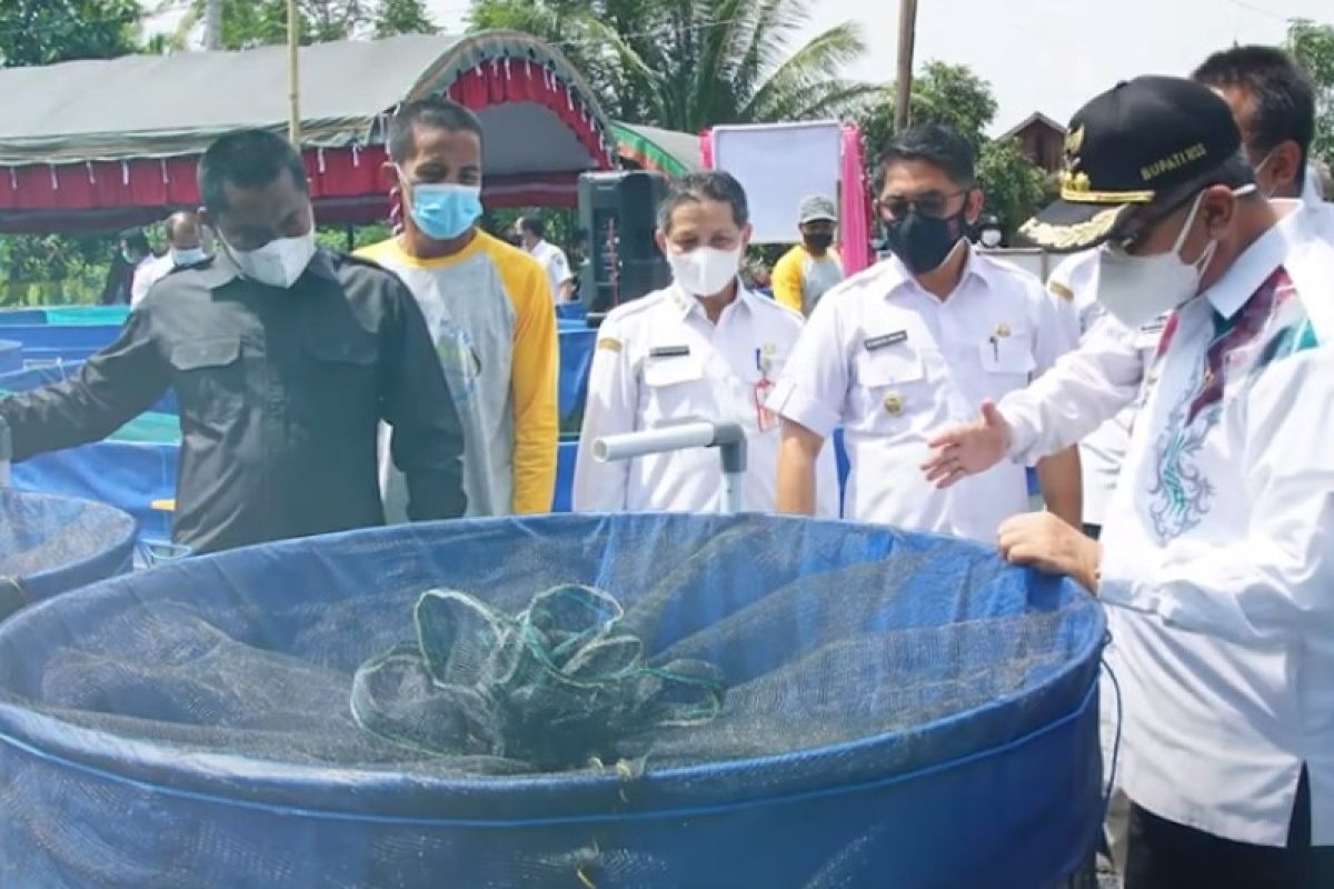 Pemkab HSS jaga populasi ikan lokal lewat Kampung Gabus Haruan