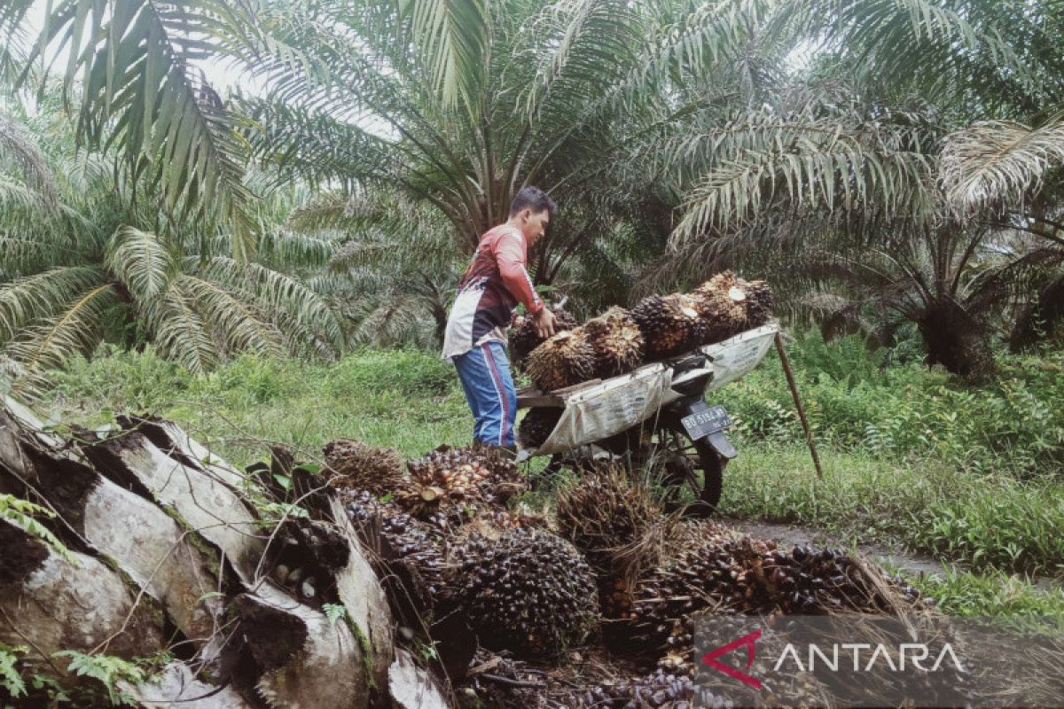 Harga sawit di Mukomuko naik Rp90/kilogram