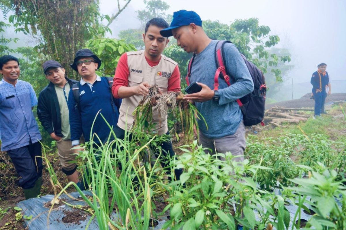 Wawako ikuti panen perdana bawang bombay di Batu Patah Payo