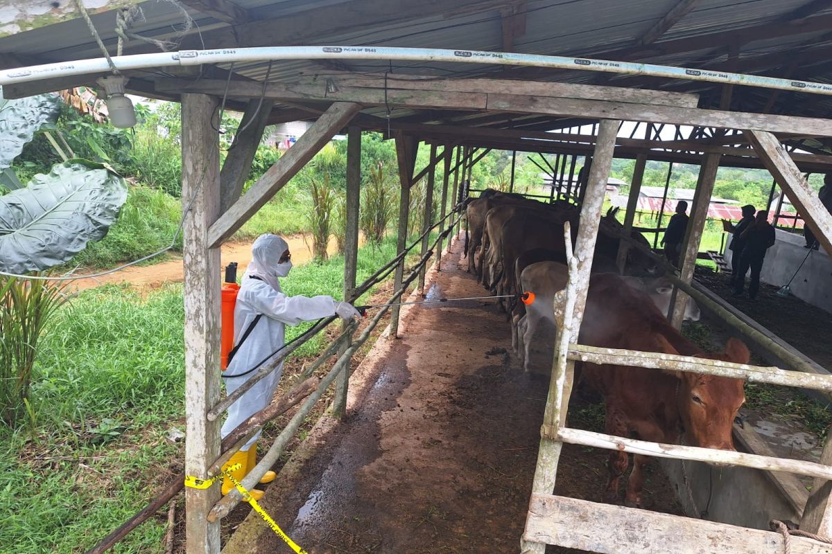 BKP Tanjungpinang ambil sampel darah hewan ternak dari Riau cegah PMK