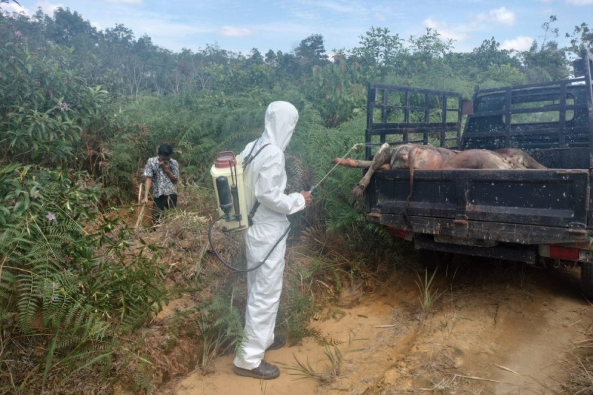 DKPP Bintan pastikan sapi mati yang ditemukan warga bebas penyakit menular
