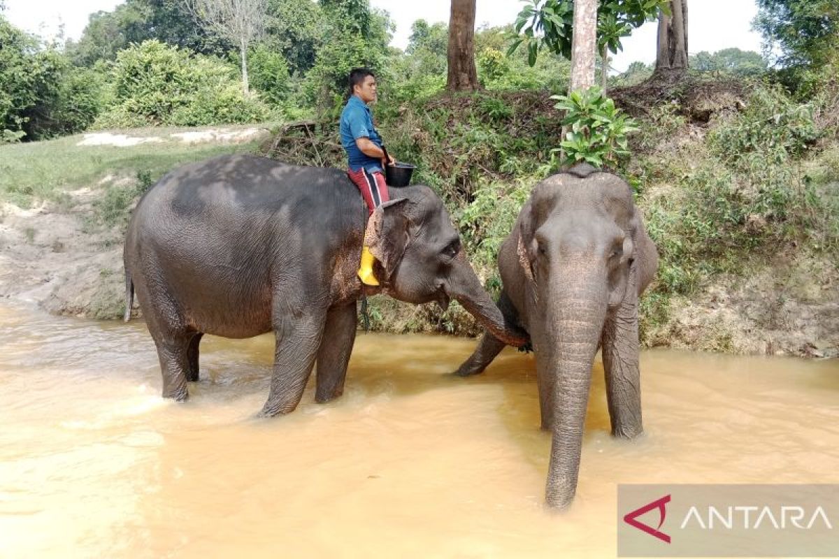 Menjaga ekosistem gajah di Wilayah Kerja Rokan