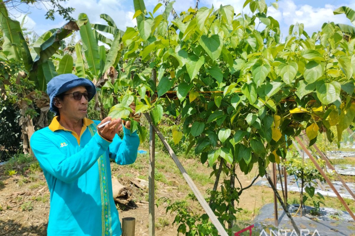 Petani Jaro kembangkan budidaya kacang Sacha Inchi