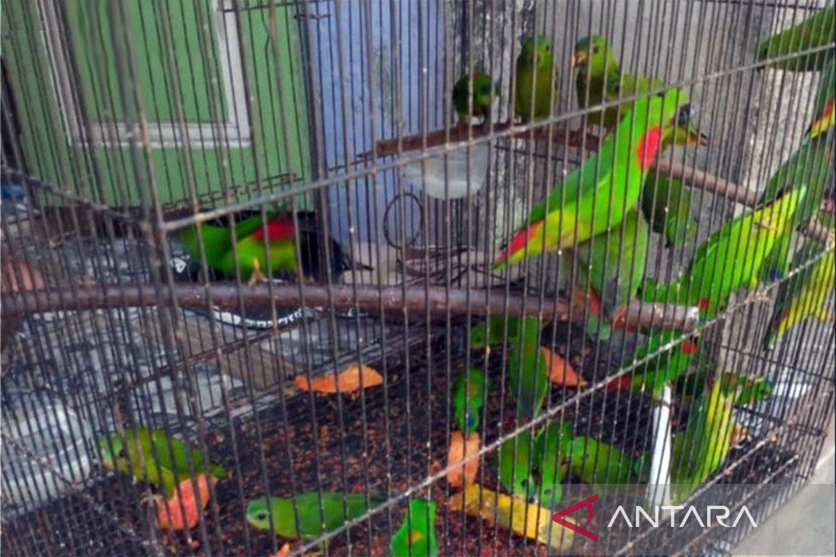 West Kalimantan BKSDA thwarts illegal trade of protected songbirds