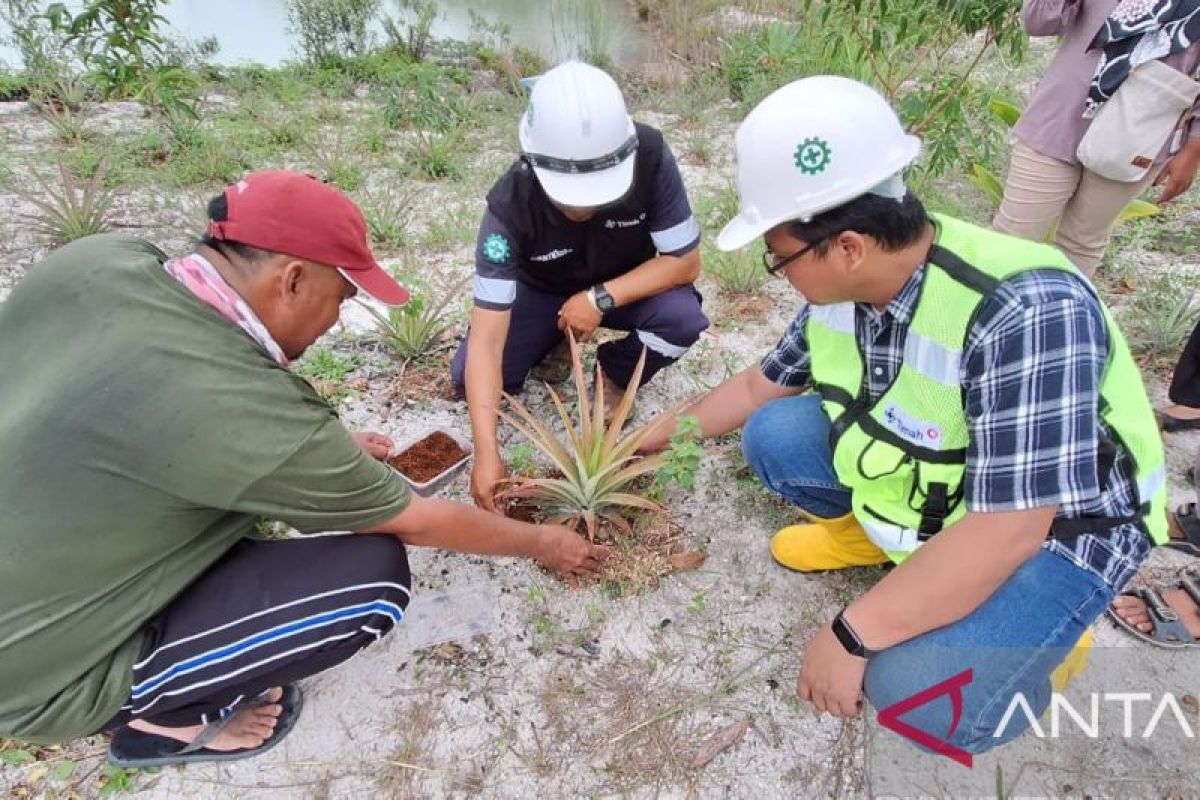 PT Timah latih Poktan Belitung kembangkan nenas di bekas tambang
