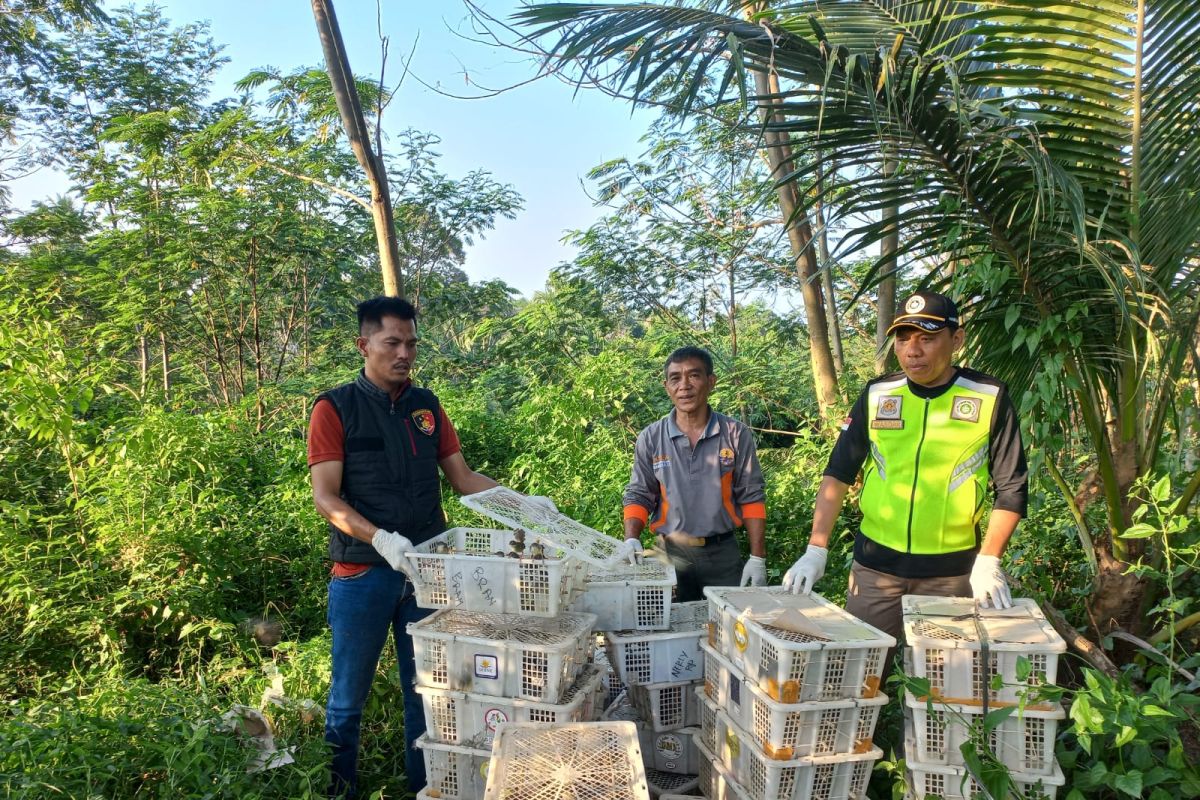 Polisi dan BKSDA lepasliarkan burung hasil sitaan di Pelabuhan Bakauheni