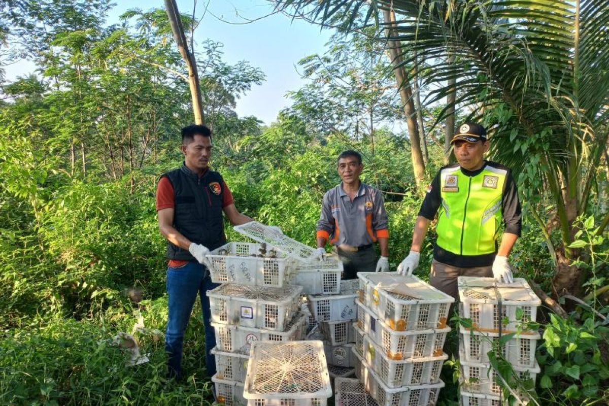 Polisi bersama BKSDA melepasliarkan burung hasil sitaan di di hutan kawasan Way Pisang Register 3