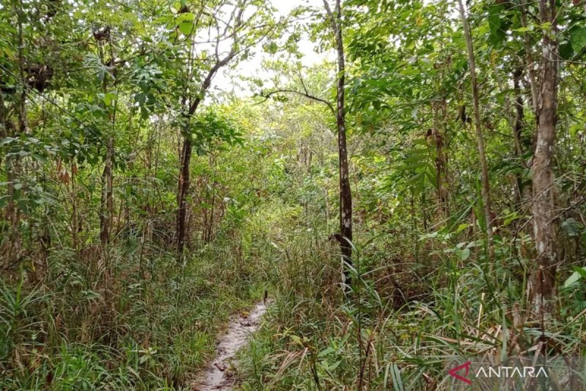 Dishut Kaltim: Pelepasan kawasan hutan libatkan pemerintah kabupaten