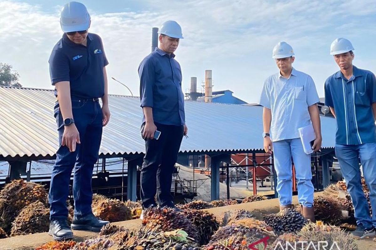 Semester pertama, produktivitas CPO PTPN V lampaui target RKAP 2023