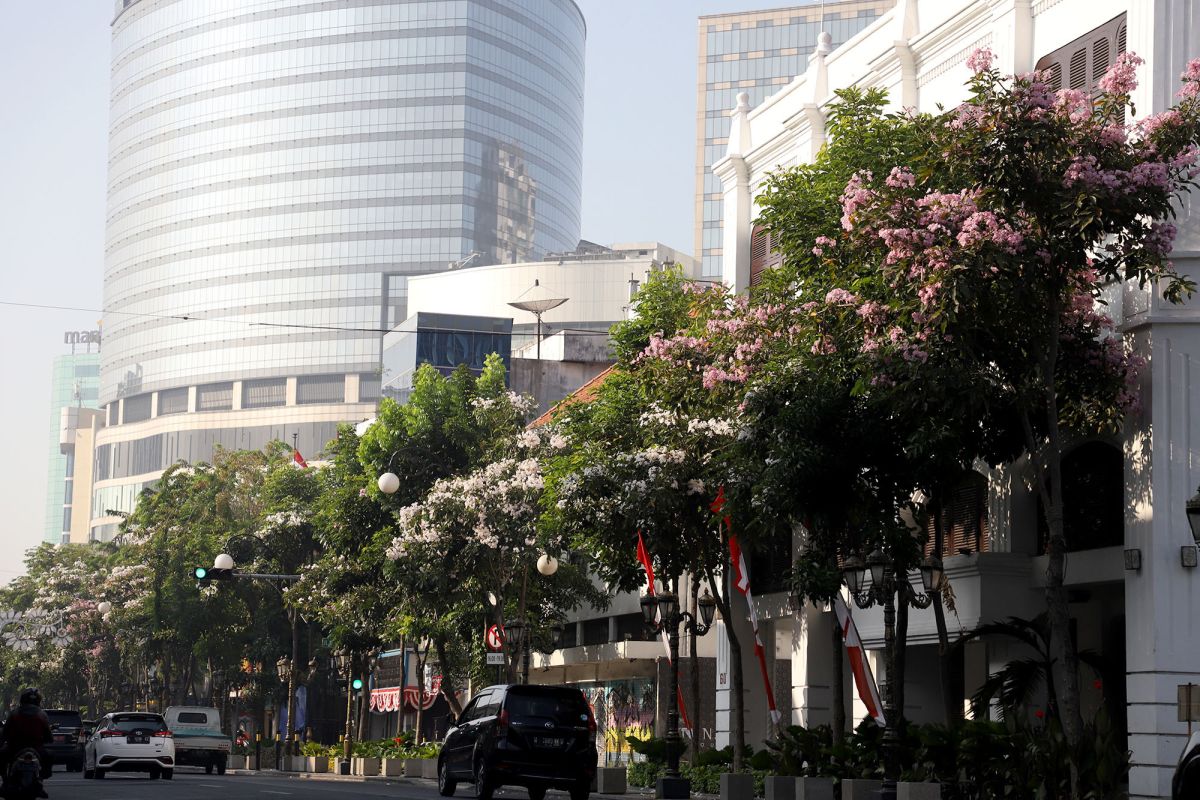 Bunga Tabebuya kembali bermekaran di Surabaya