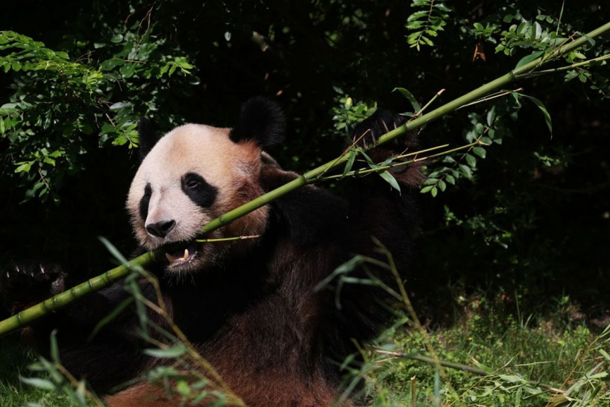 Pencinta panda di Prancis ucapkan selamat jalan kepada Yuan Meng