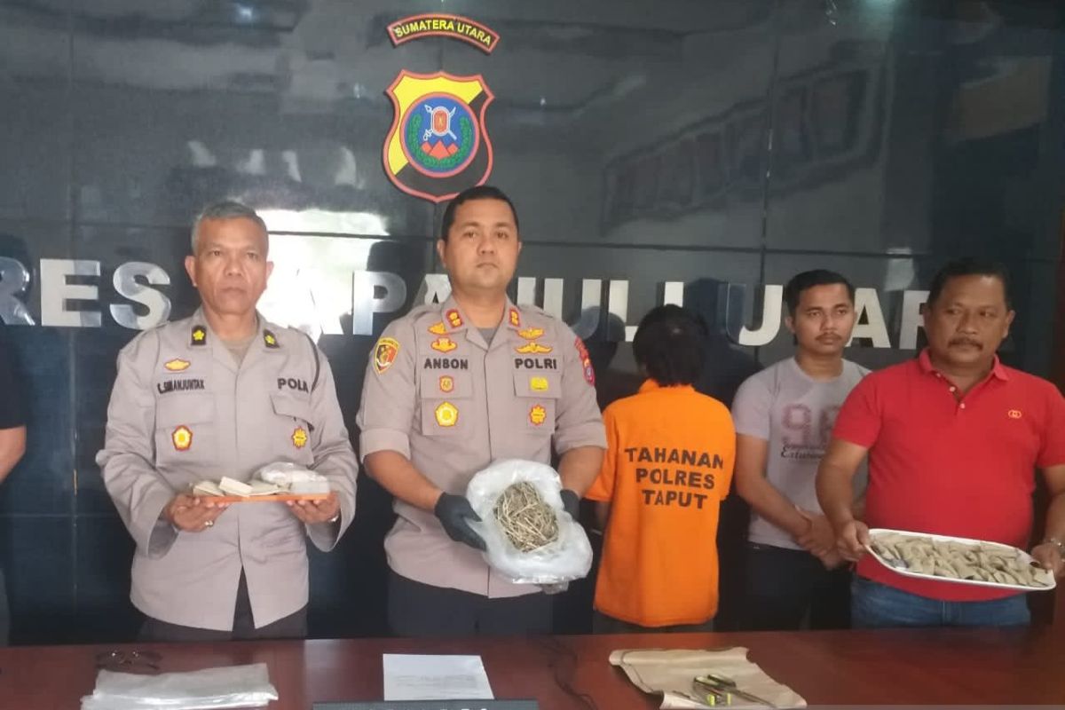 Polres Taput tangkap bandar ganja