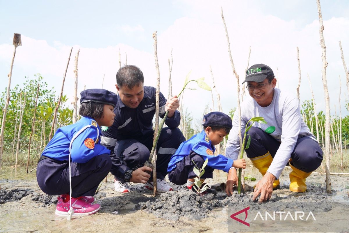 PT Timah tanam 5.000 bakau peringati Hari Mangrove Sedunia