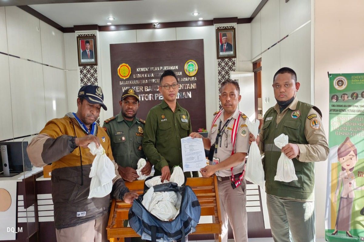 Karantina Jayapura gagalkan penyelundupan 71 satwa endemik di Papua